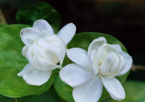 茉莉花怎样养能开花(茉莉花开怎么养)