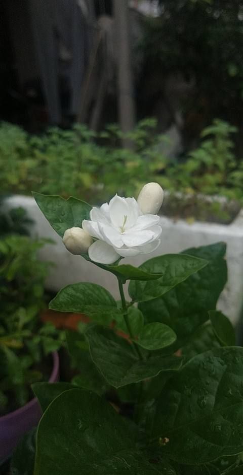 茉莉花怎样养能开花(茉莉花开怎么养)