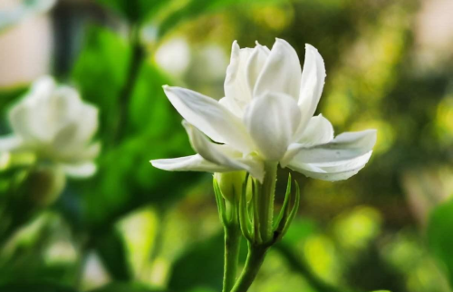 茉莉花怎样养能开花(茉莉花开怎么养)