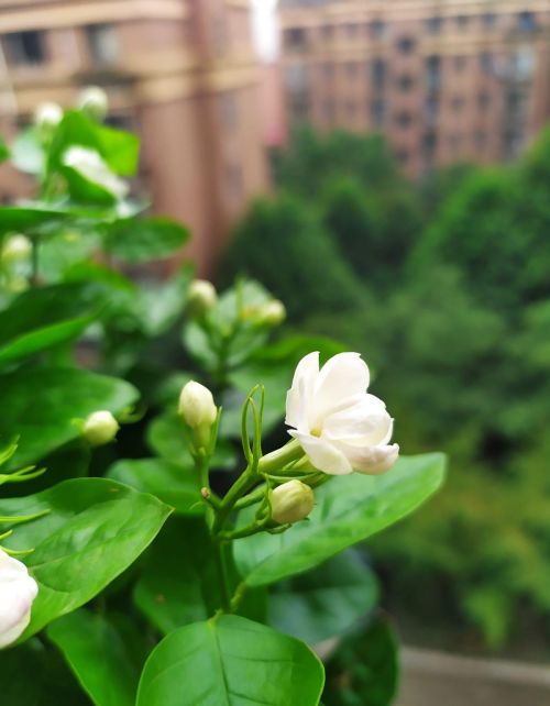 茉莉花怎样养能开花(茉莉花开怎么养)