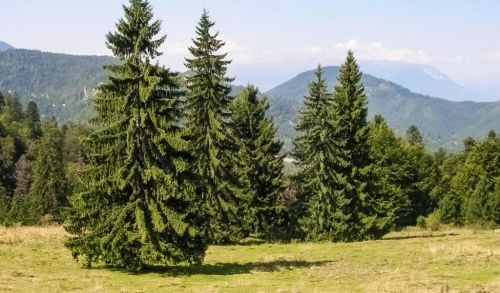 世界上木质密度最低的树,前十名排行榜(密度最低的木材)