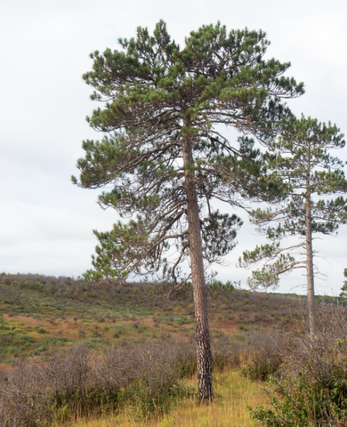世界上木质密度最低的树,前十名排行榜(密度最低的木材)