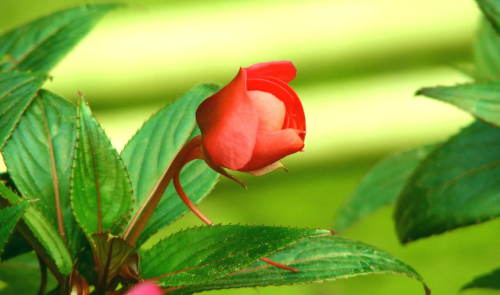 关于指甲花的诗句(咏指甲花)