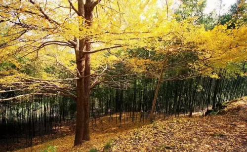 华东千年古村落,指南村是哪里(华东最美古村落指南村)