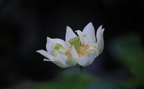 欲望和野心和能力不匹配(野心与能力)