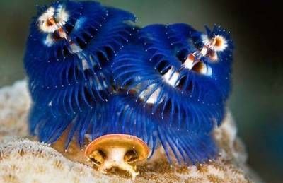十大最美丽奇特的海洋生物图片(十大最美丽奇特的海洋生物是什么)