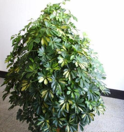 鹅掌木:常绿灌木,枝条紧密,掌状复叶的植物(鹅掌木又名叫什么树)