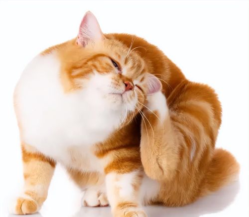 猫咪经常挠耳朵,但是耳朵是干净的(猫咪总是挠耳朵)