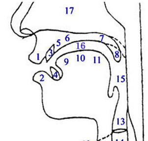 英语发音口腔各部分的名称(口腔部位英文缩写)