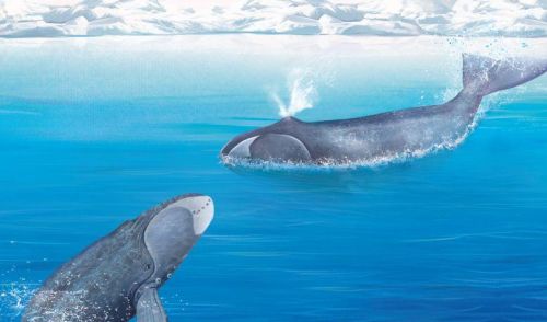 北极露脊鲸图片(北极露鲸鱼)