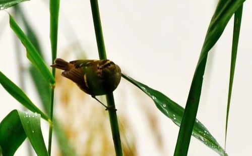 汉中江边是什么鸟(汉江河边是什么鸟)