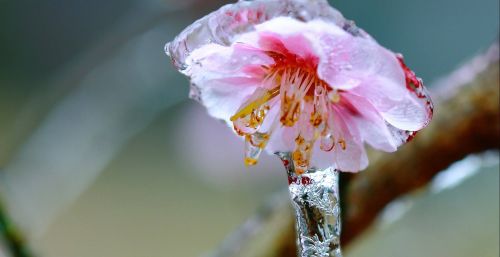 莫辞醉此花不与群花比的意思(莫辞醉此花不与群花比)