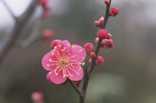 莫辞醉此花不与群花比的意思(莫辞醉此花不与群花比)