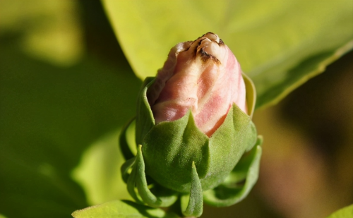 芙蓉葵简介(芙蓉葵植物图片大全)