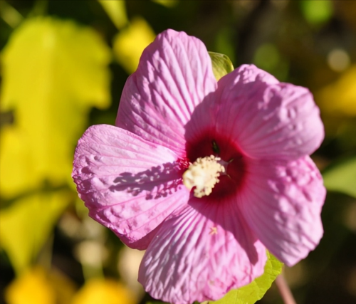 芙蓉葵简介(芙蓉葵植物图片大全)