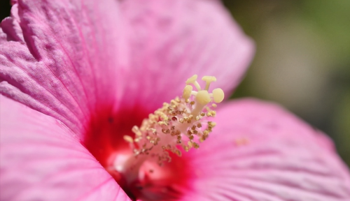 芙蓉葵简介(芙蓉葵植物图片大全)