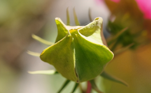 芙蓉葵简介(芙蓉葵植物图片大全)