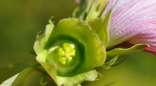 芙蓉葵简介(芙蓉葵植物图片大全)