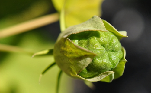 芙蓉葵简介(芙蓉葵植物图片大全)