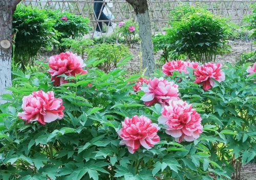 牡丹花开冠群芳是谁的诗(牡丹花开冠群芳的意思)