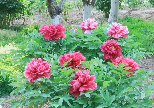 牡丹花开冠群芳是谁的诗(牡丹花开冠群芳的意思)