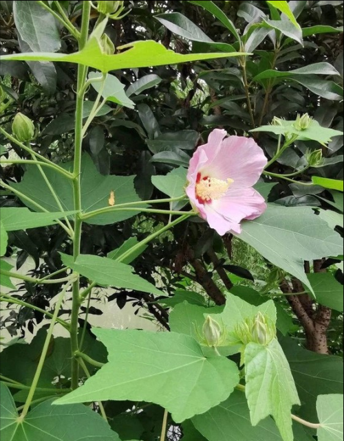 芙蓉葵简介(芙蓉葵植物图片大全)