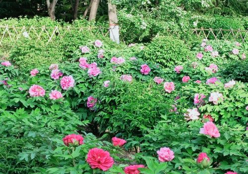 牡丹花开冠群芳是谁的诗(牡丹花开冠群芳的意思)