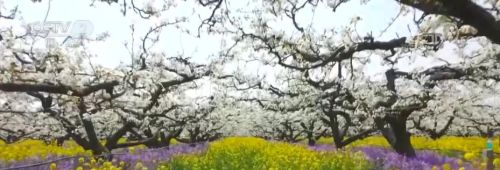 又是一年春花开,下一句怎么对(又是一年春花俏)