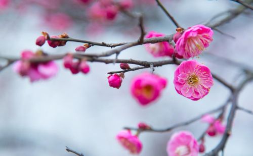 诗句年年岁岁花相似的下半句是(年年岁岁 诗词)