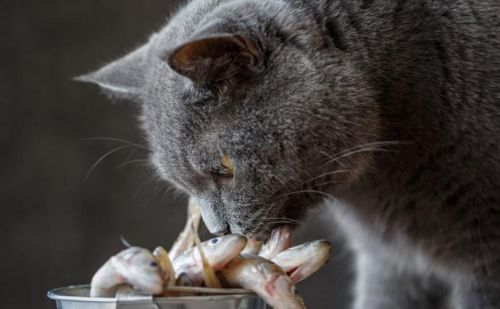 给猫咪一条鱼它却不吃,难道猫咪不爱吃鱼吗(有个猫咪不吃鱼)