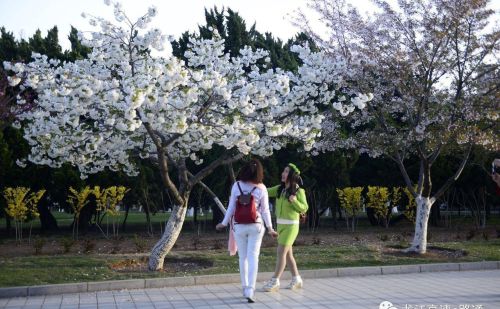 梦里樱花(做梦的樱花)