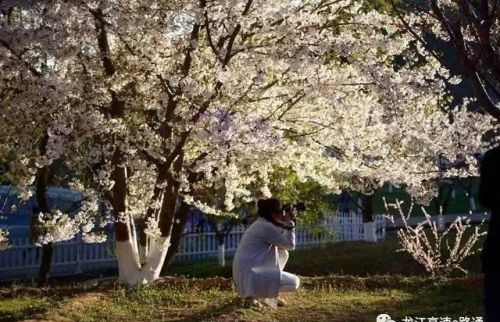 梦里樱花(做梦的樱花)