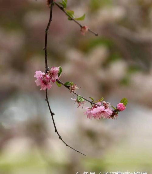 梦里樱花(做梦的樱花)