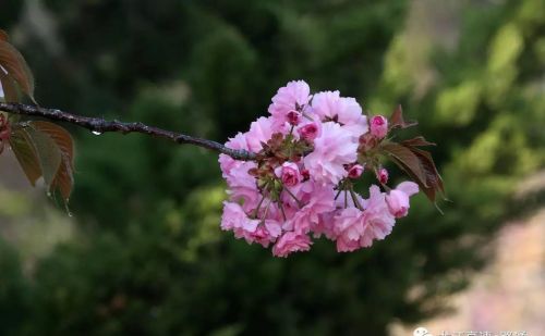 梦里樱花(做梦的樱花)