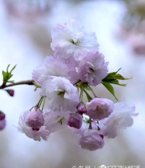 梦里樱花(做梦的樱花)