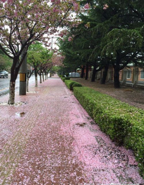 梦里樱花(做梦的樱花)