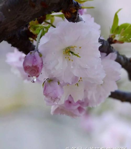 梦里樱花(做梦的樱花)