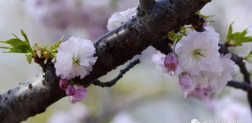 梦里樱花(做梦的樱花)