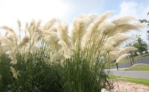 观赏草品种介绍图片(观赏草品种介绍大全)