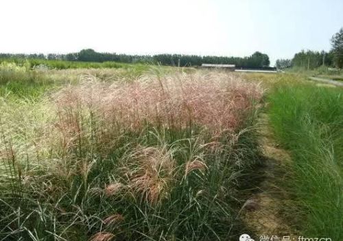 观赏草品种介绍图片(观赏草品种介绍大全)