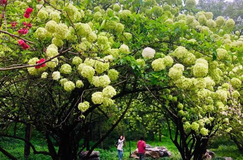 江苏扬州瘦西湖简介(江苏扬州瘦西湖门票价格多少)