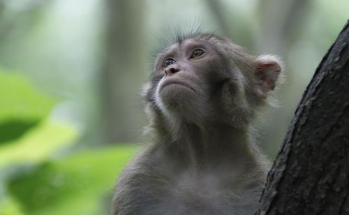 贵州贵阳黔灵山：猕猴百态可掬，神灵活现竟然让人类自叹弗如