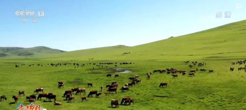 岷县牛羊肉市场(岷县牛羊交易市场)