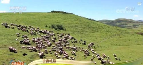 岷县牛羊肉市场(岷县牛羊交易市场)