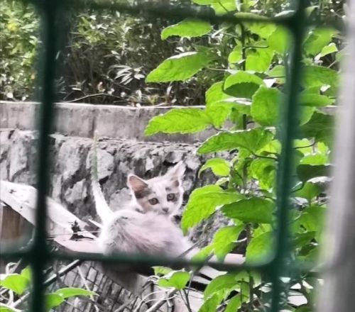 会微笑的流浪猫图片(会微笑的流浪猫作文)