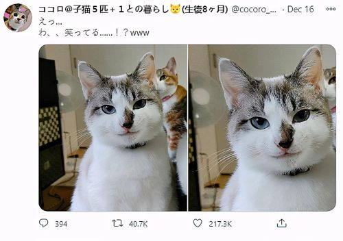 猫咪拍照妩媚(猫咪拍照照片)