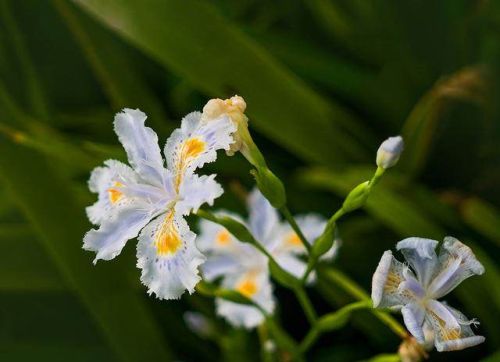 水仙花开的花像什么(水仙开花像什么比喻句)