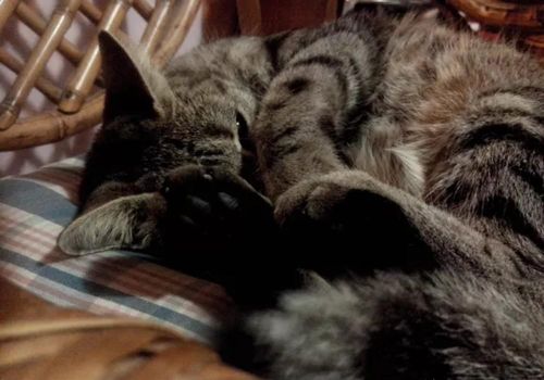 为什么猫咪喜欢捂着脸睡觉(为什么猫咪喜欢捂着脸睡觉的原因)