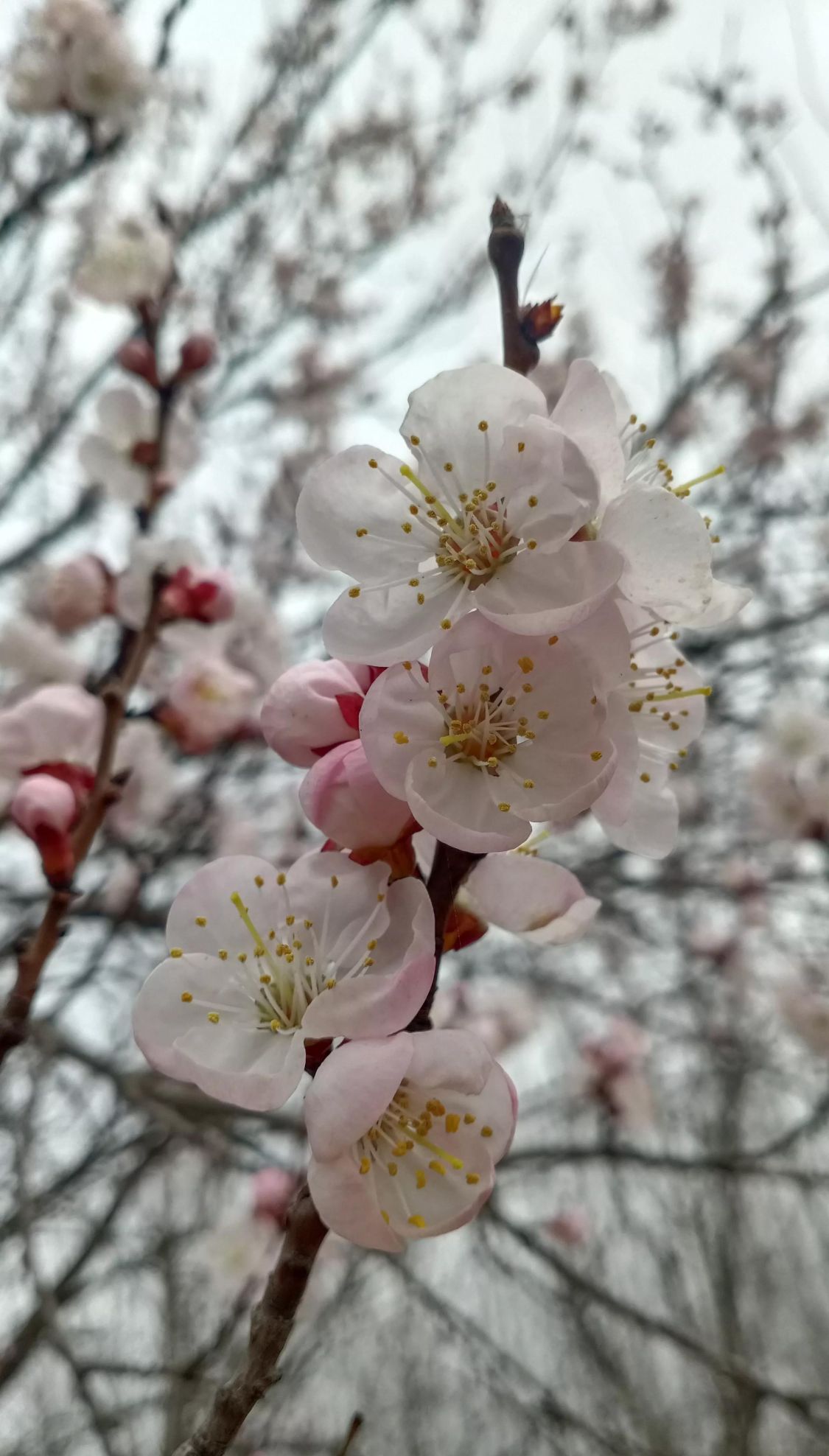 桃花开了什么意思(桃花开了下一句是什么)