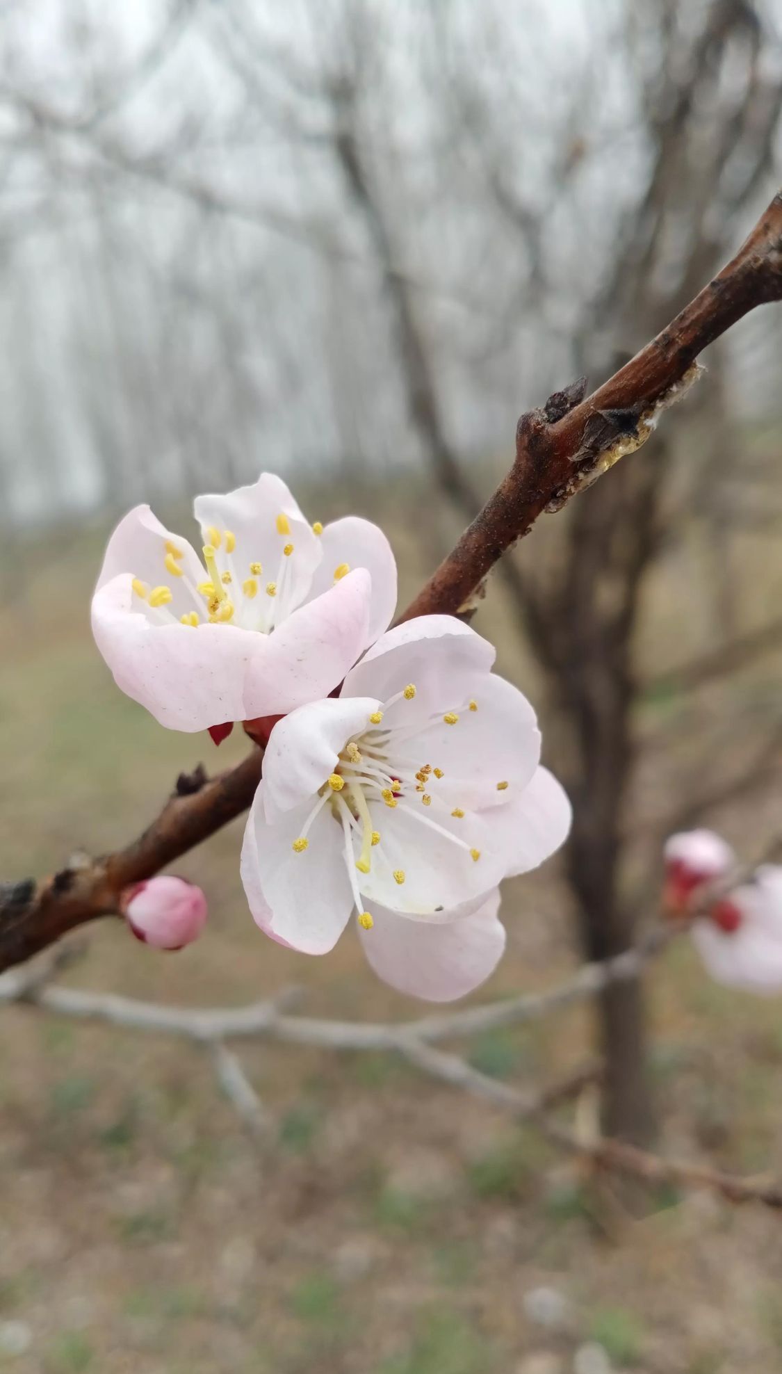 桃花开了什么意思(桃花开了下一句是什么)